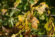 25th Oct 2015 - Fall leaves 7