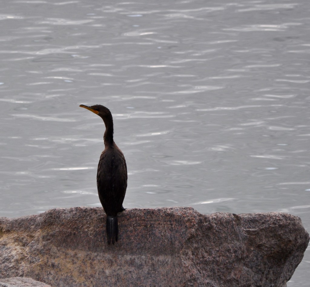 Double-Crested Cormorant by frantackaberry