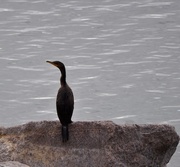6th Oct 2015 - Double-Crested Cormorant