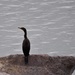 Double-Crested Cormorant by frantackaberry