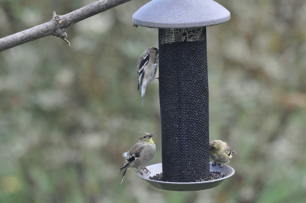 Goldfinches by frantackaberry