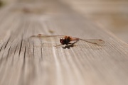 21st Oct 2015 - Dragonfly