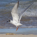 Forster's Tern, Lake Michigan by annepann