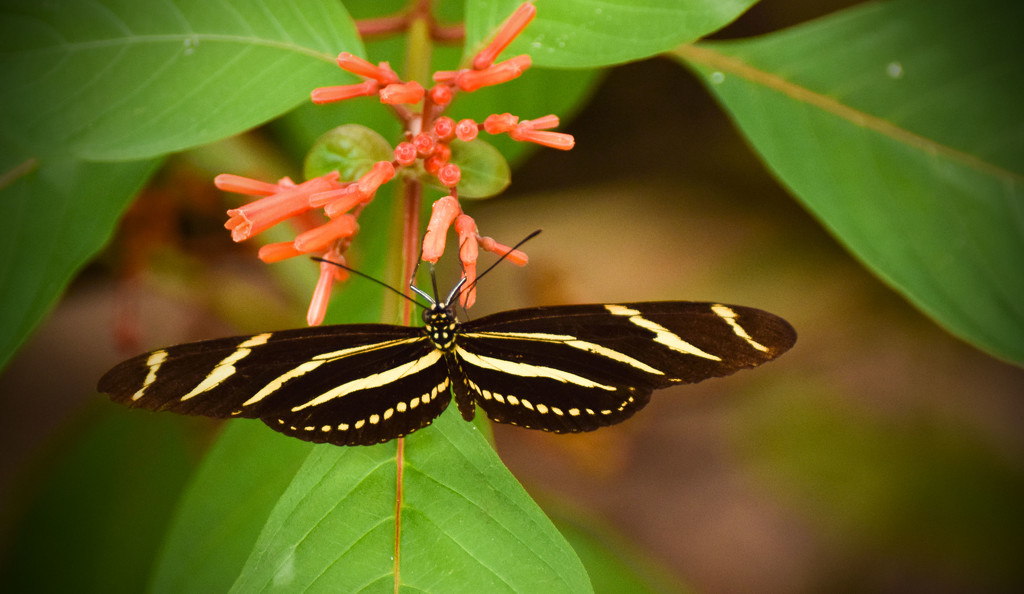 Zebra Wing Butterfly by rickster549