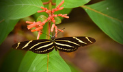 25th Oct 2015 - Zebra Wing Butterfly