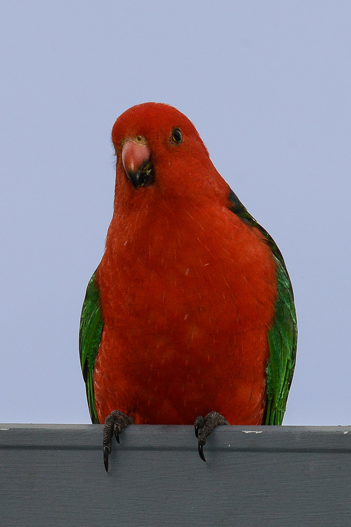 King parrot by jeneurell