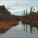 The Creek in Tannersville Bog by olivetreeann