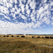 Bison Range by pdulis