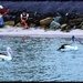 Seven Pelicans at Dusk. by happysnaps