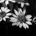 Sticky daisy bush by peterdegraaff
