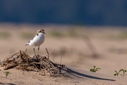 26th Oct 2015 - Red-capped plover