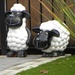 Sheep by oldjosh