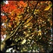 Autumn colours by mastermek