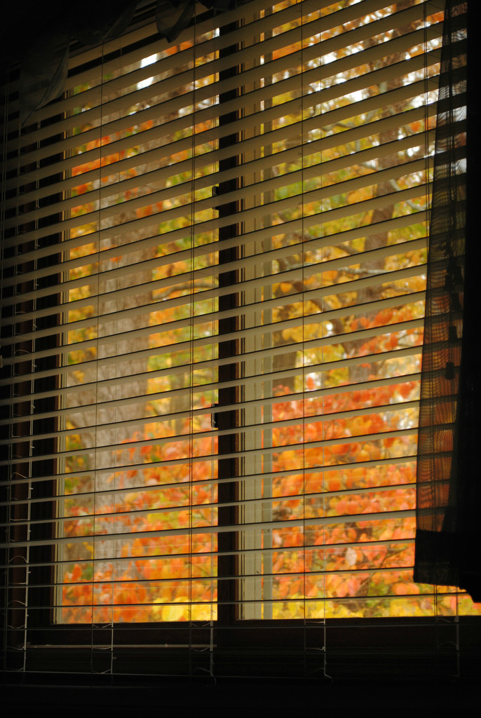 A Window with a View of Autumn by alophoto
