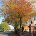 Autumn Beech trees. by grace55