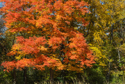 23rd Oct 2015 - Fall colors
