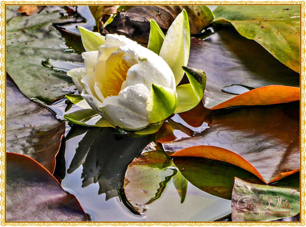 Water Lily by carolmw