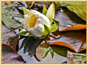 26th Oct 2015 - Water Lily