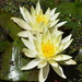 Water Lilies DSC4089 by merrelyn