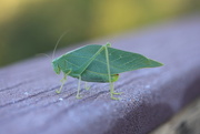 23rd Oct 2015 - leafy grasshopper