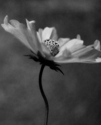 26th Oct 2015 - Flower in black and white