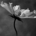 Flower in black and white by ziggy77