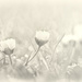 2015-10-26b soft daisies by mona65