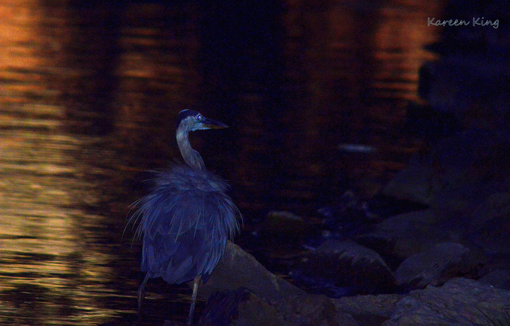 Blue Heron at Dawn on Melvern Lake by kareenking