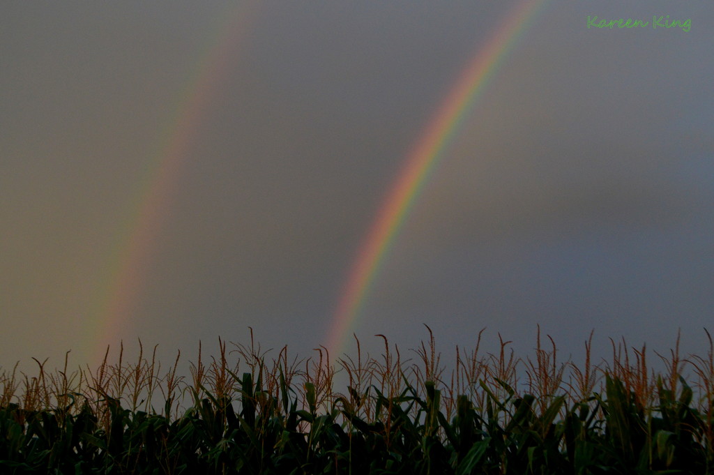 Double Rainbow and Cornfield by kareenking