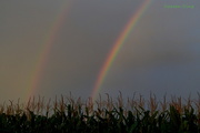 9th Aug 2015 - Double Rainbow and Cornfield