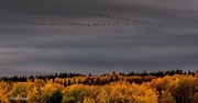 26th Oct 2015 - The Canadian Geese are heading South!