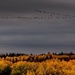 The Canadian Geese are heading South! by radiogirl