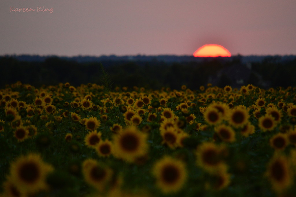 Kansas Sunset and Sunflower Field by kareenking