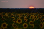 27th Aug 2015 - Kansas Sunset and Sunflower Field