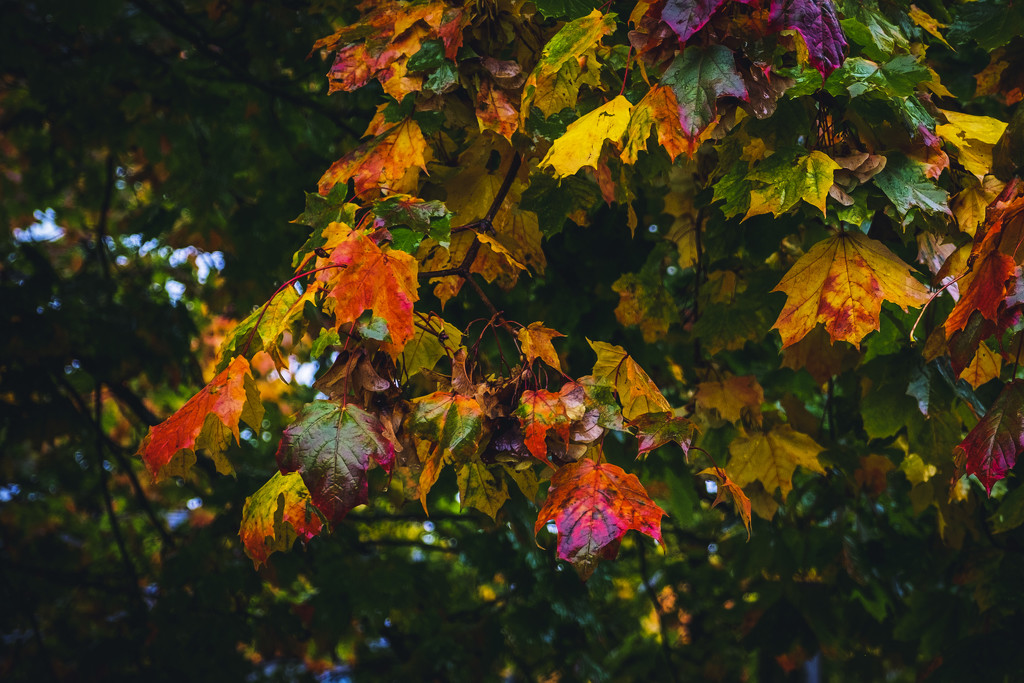 Day 282, Year 3 - First Signs Of Autumn by stevecameras