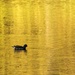 On Golden Pond..... by shepherdmanswife