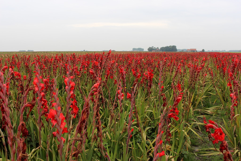 Gladiolus field by pyrrhula