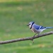 Blue Jay by frantackaberry
