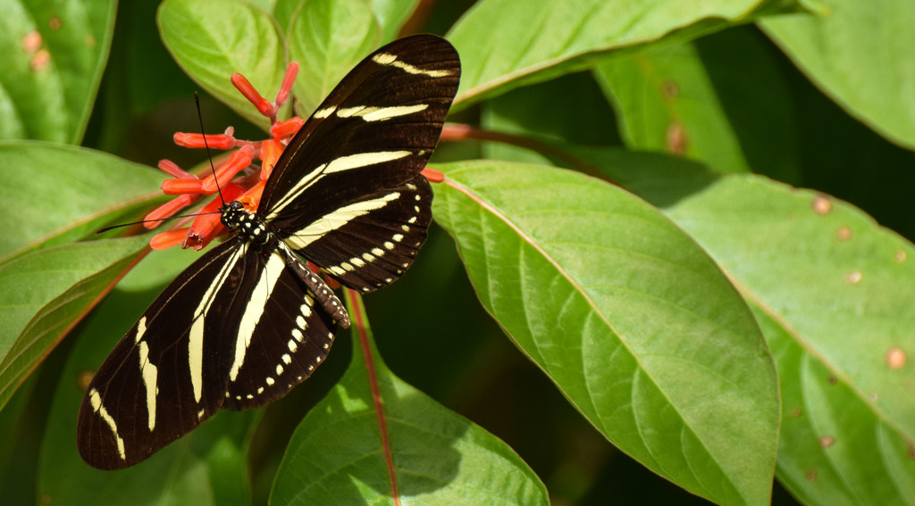 One More Zebra Wing by rickster549