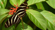 26th Oct 2015 - One More Zebra Wing