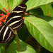 One More Zebra Wing by rickster549