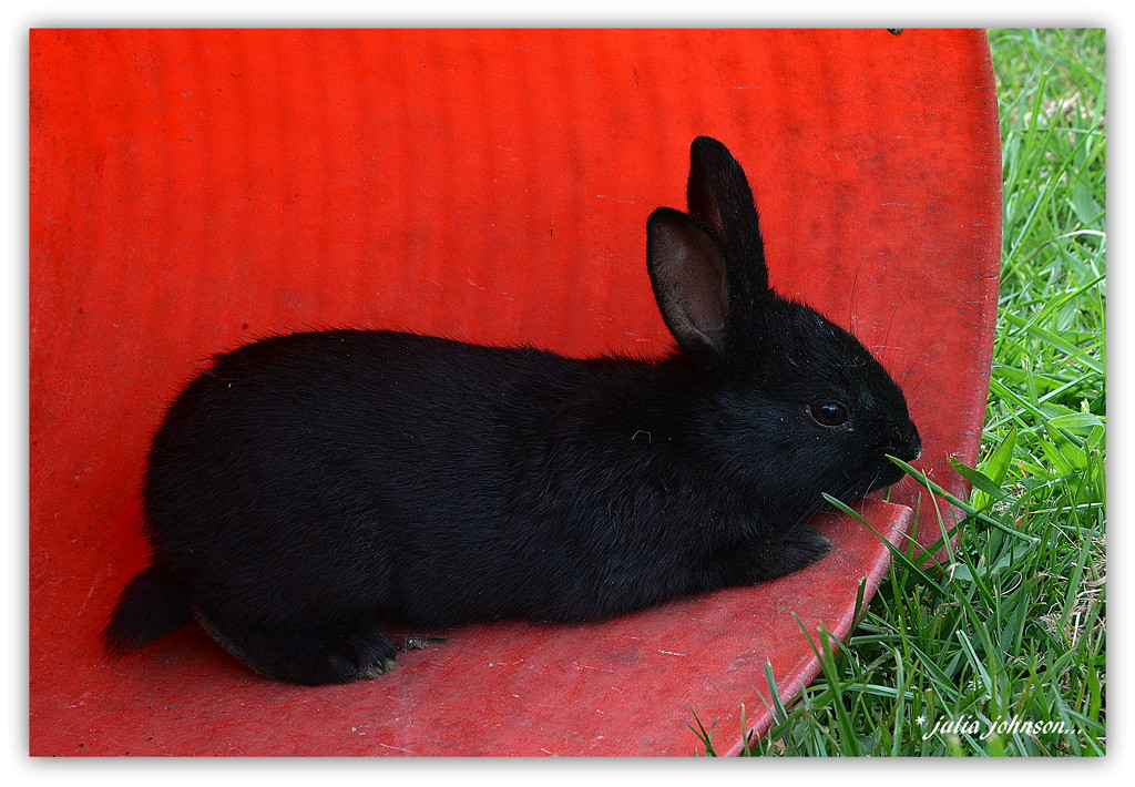 One Very Lucky Black Bunny... by julzmaioro