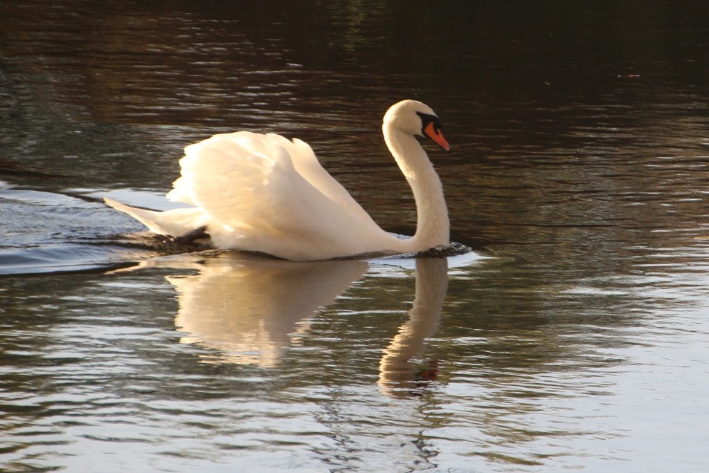 Swan on the Trent by oldjosh