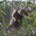 Young swamp mahogany nom nom nom 4 by koalagardens