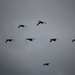 23 October 2015 This formation is not the Red Arrows but Brent Geese landing on a very gloomy day by lavenderhouse