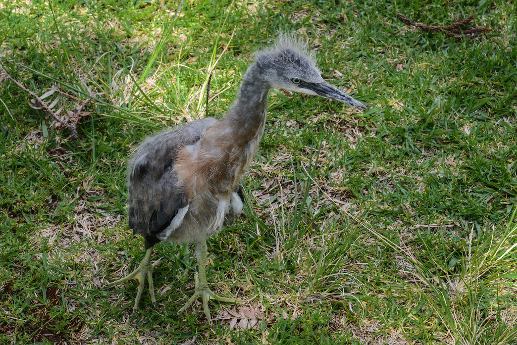 Curlew chick by jeneurell