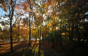 27th Oct 2015 - Colors of Autumn 12
