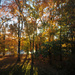 Colors of Autumn 12 by loweygrace