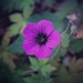 Purple Flower by mattjcuk