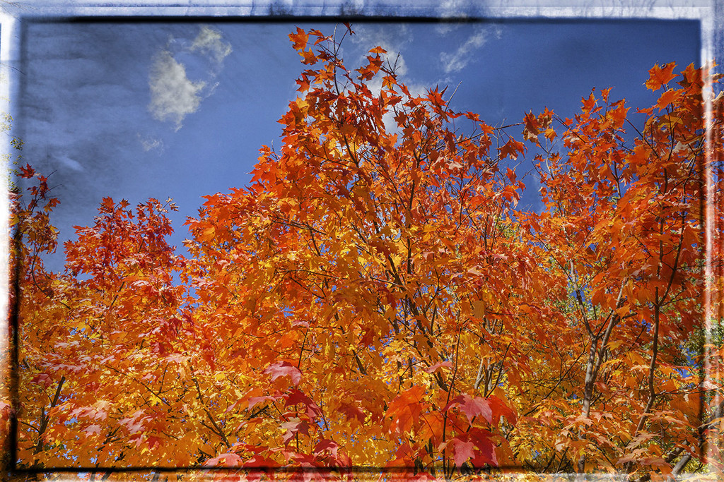 Fall Day by gardencat